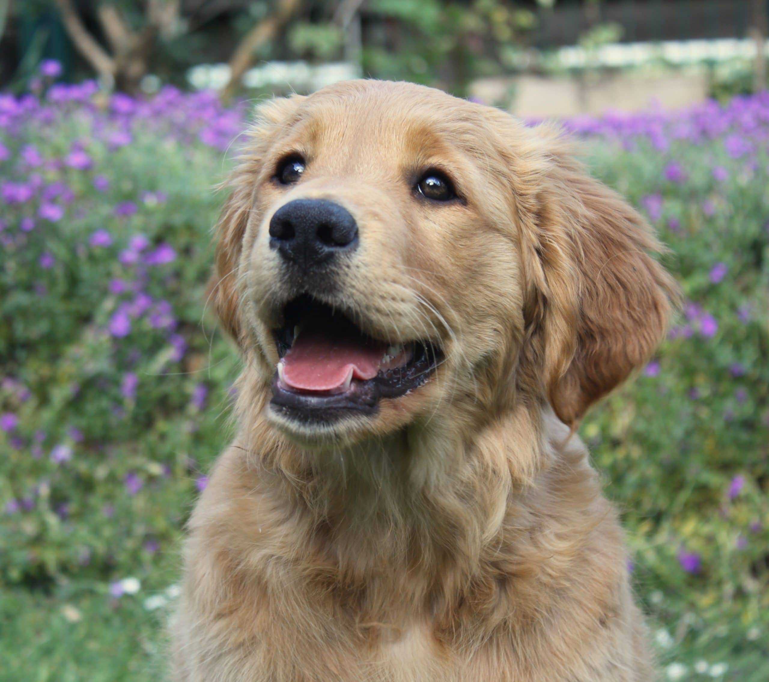 Welpenschule Hundeplatz Aachen Aachener Wald