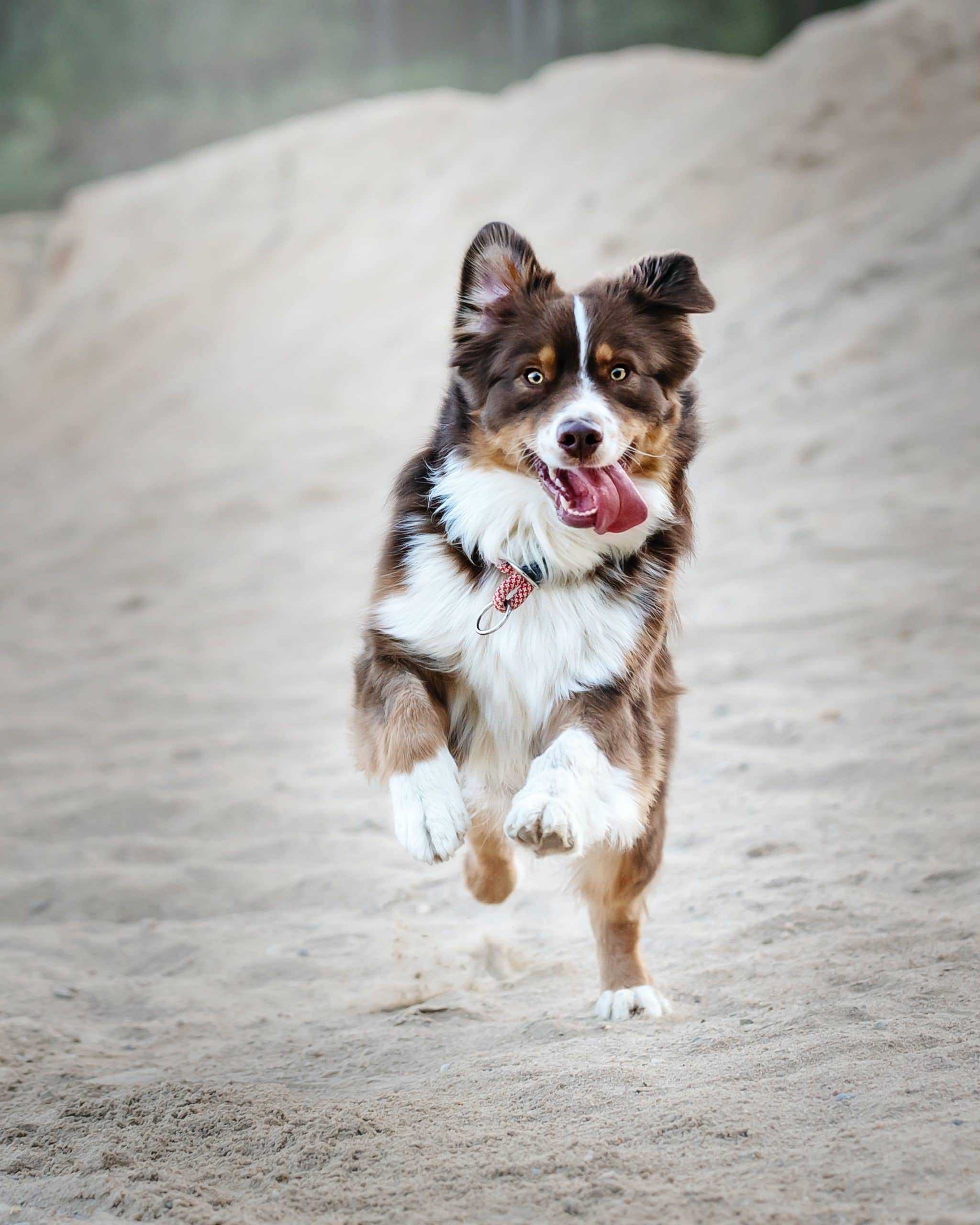 Hund am Strand