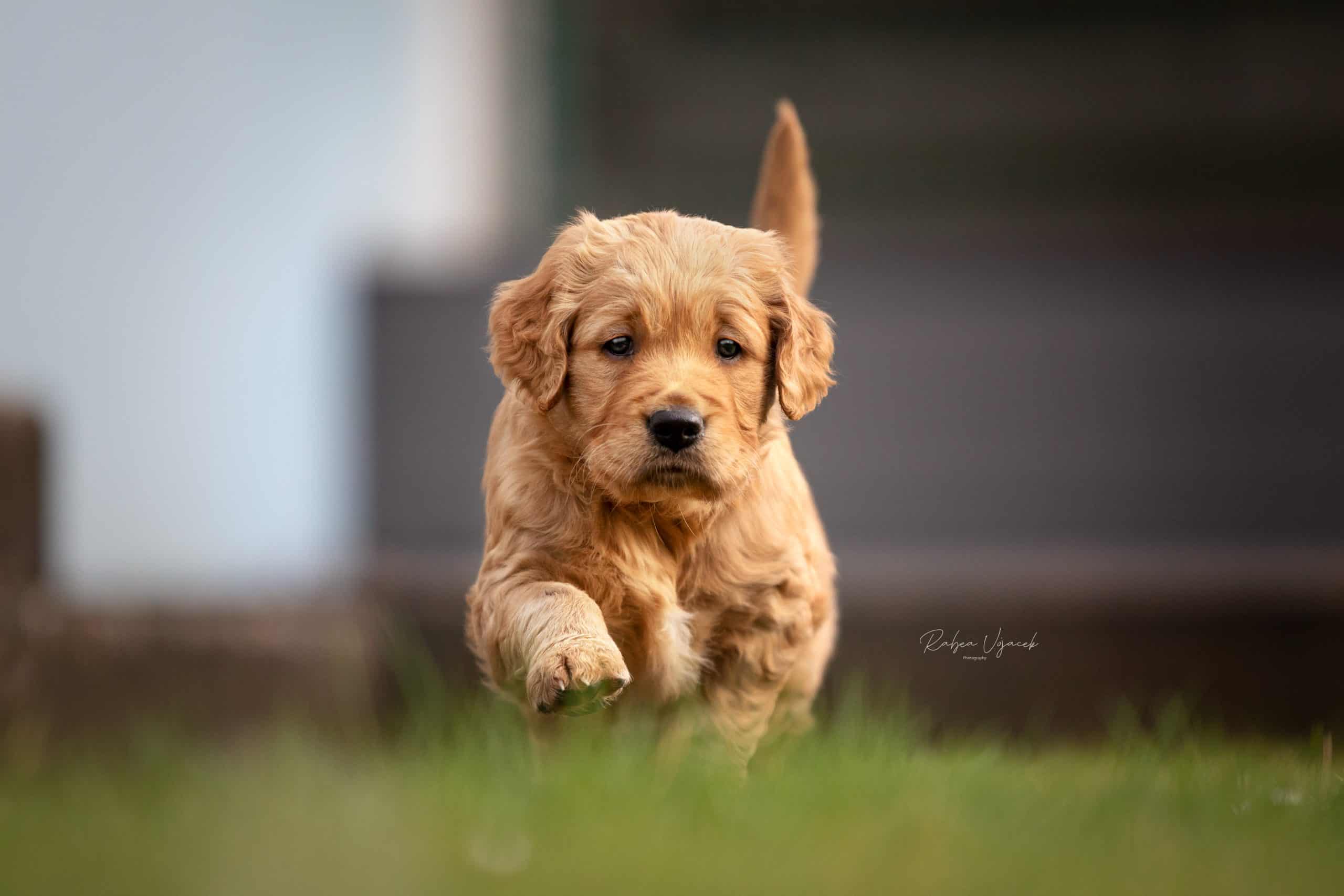 Welpe in der Welpenschule auf dem Hundeplatz des RFV am Aachener Wald